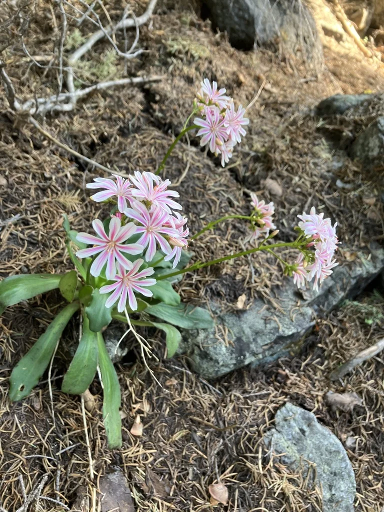 Lewisia Cotyledon