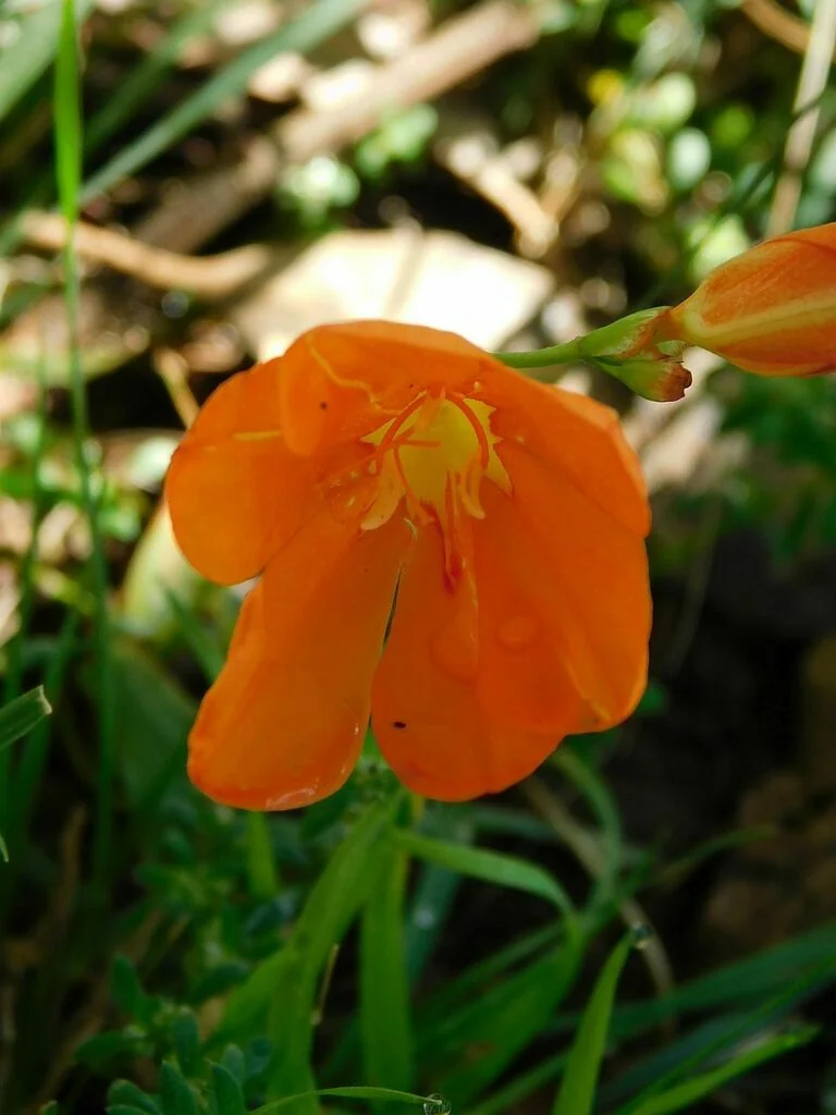 Tritonia Deusta