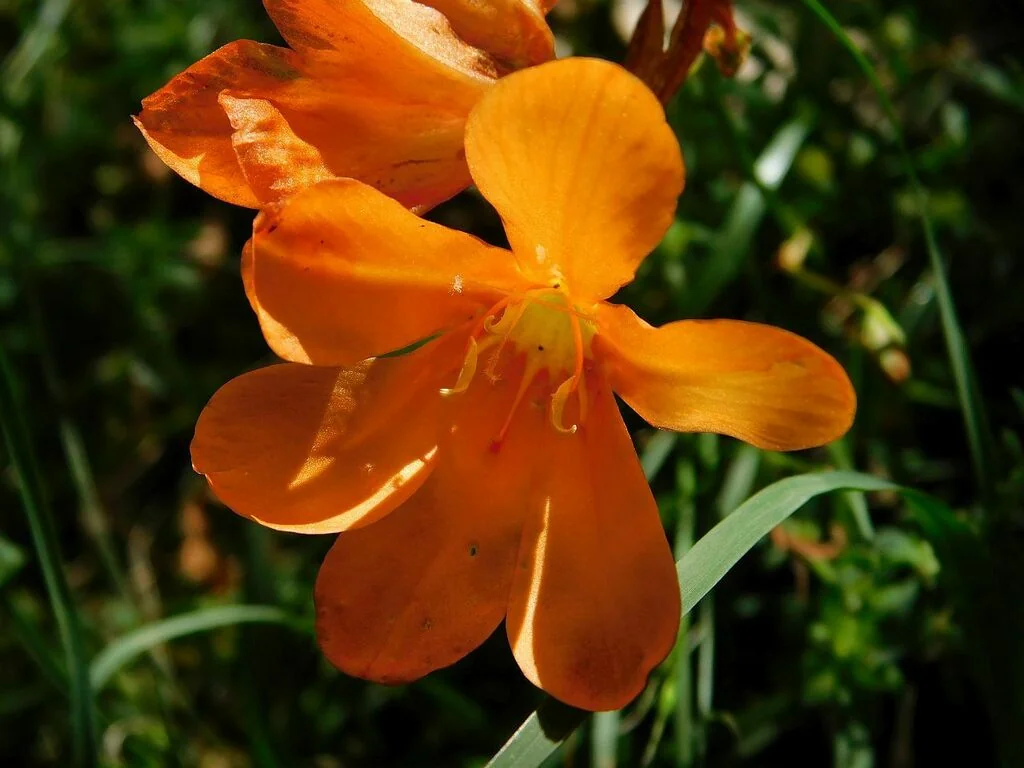 Tritonia Deusta