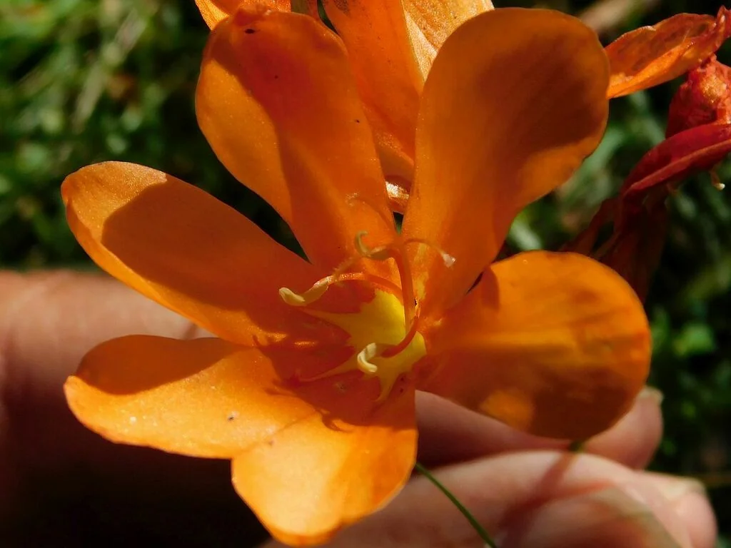 Tritonia Deusta