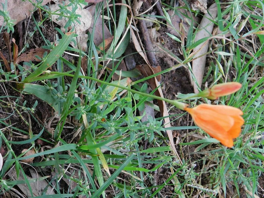 Tritonia Deusta