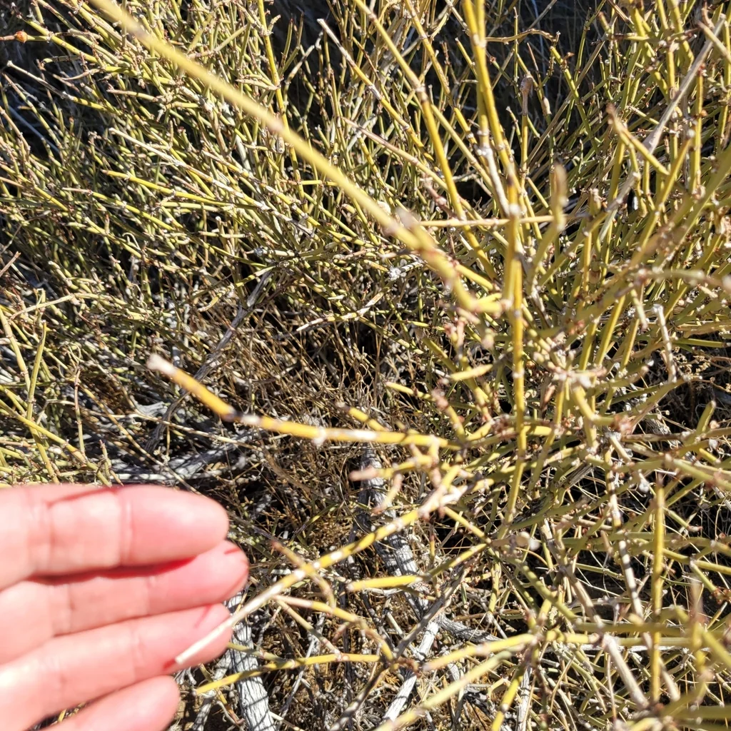 Ephedra Californica