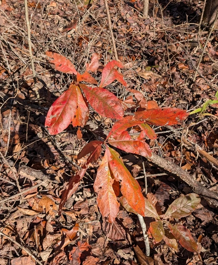 Quercus Imbricaria