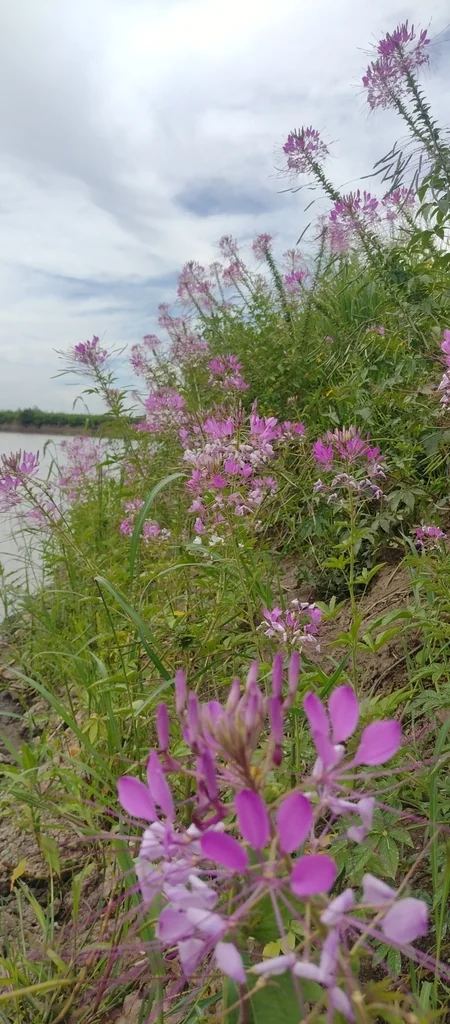Cleome hassleriana
