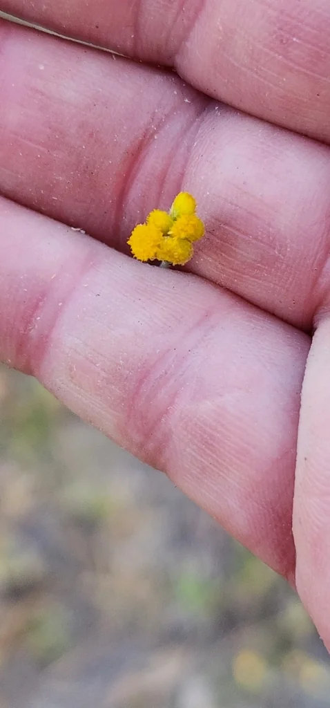 Chrysocephalum apiculatum