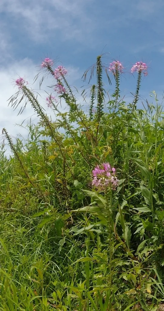 Cleome hassleriana