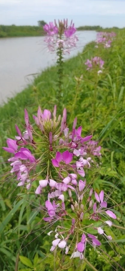 Cleome hassleriana