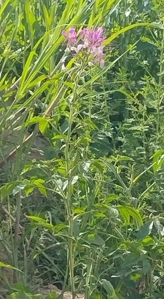 Cleome hassleriana