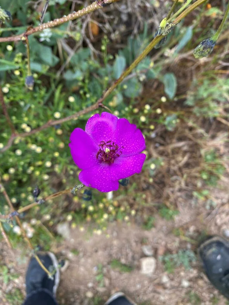 Calandrinia Grandiflora