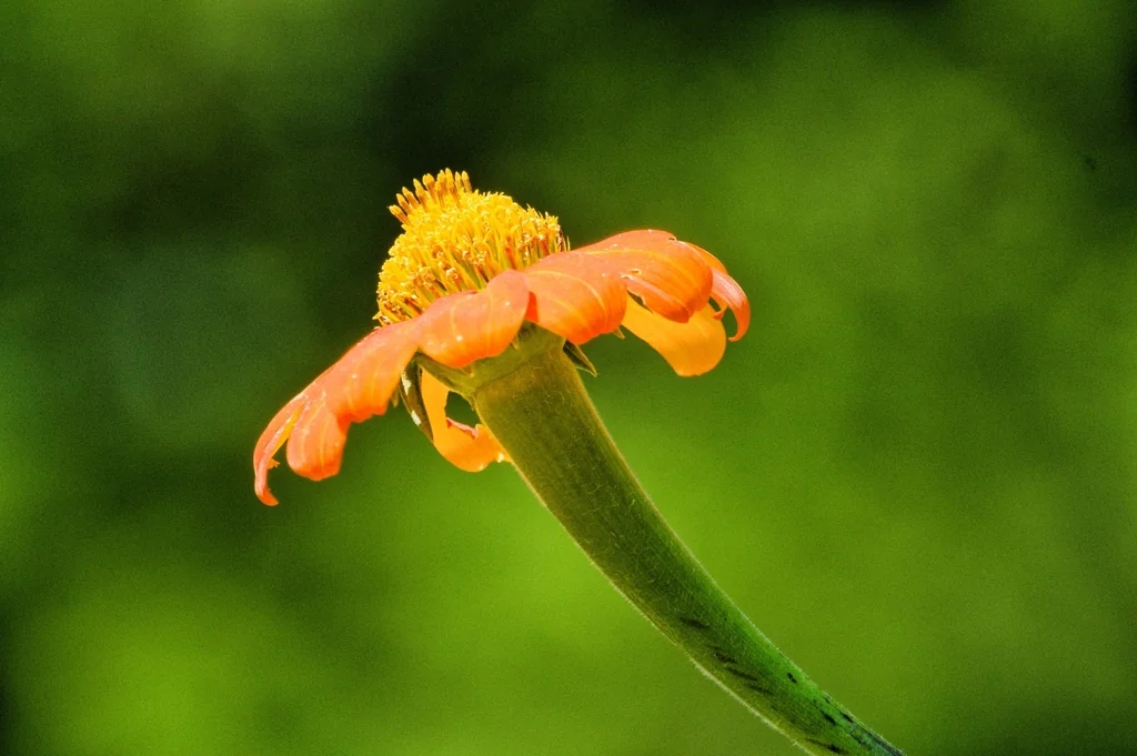 Tithonia Rotundifolia