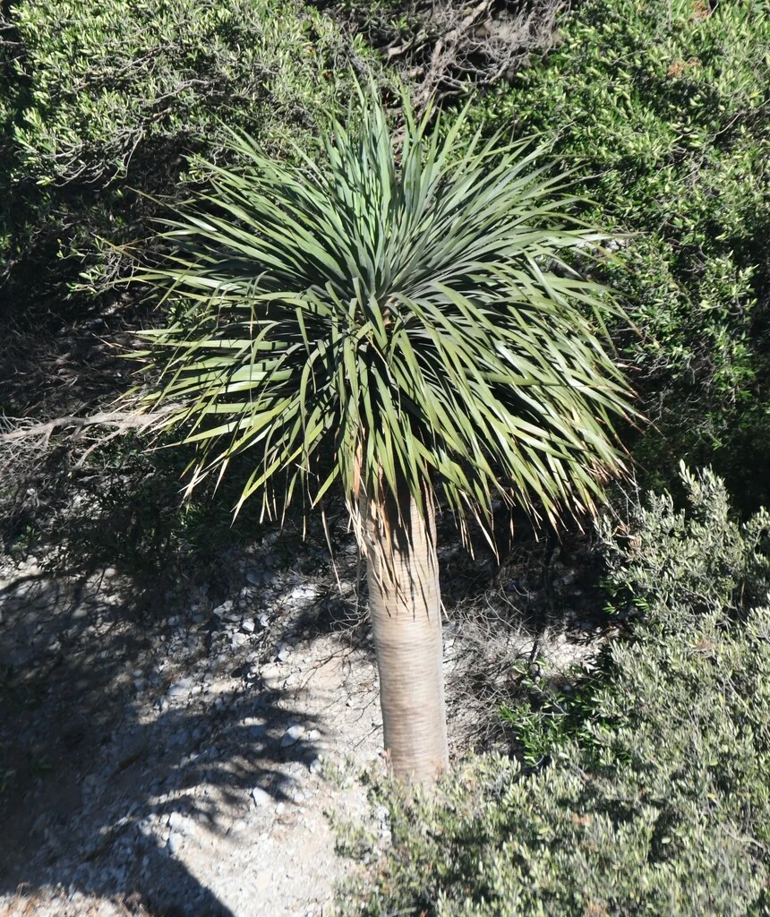 Dracaena Draco