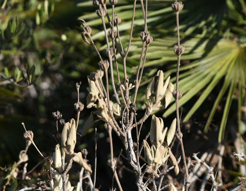 Phlomis Purpurea