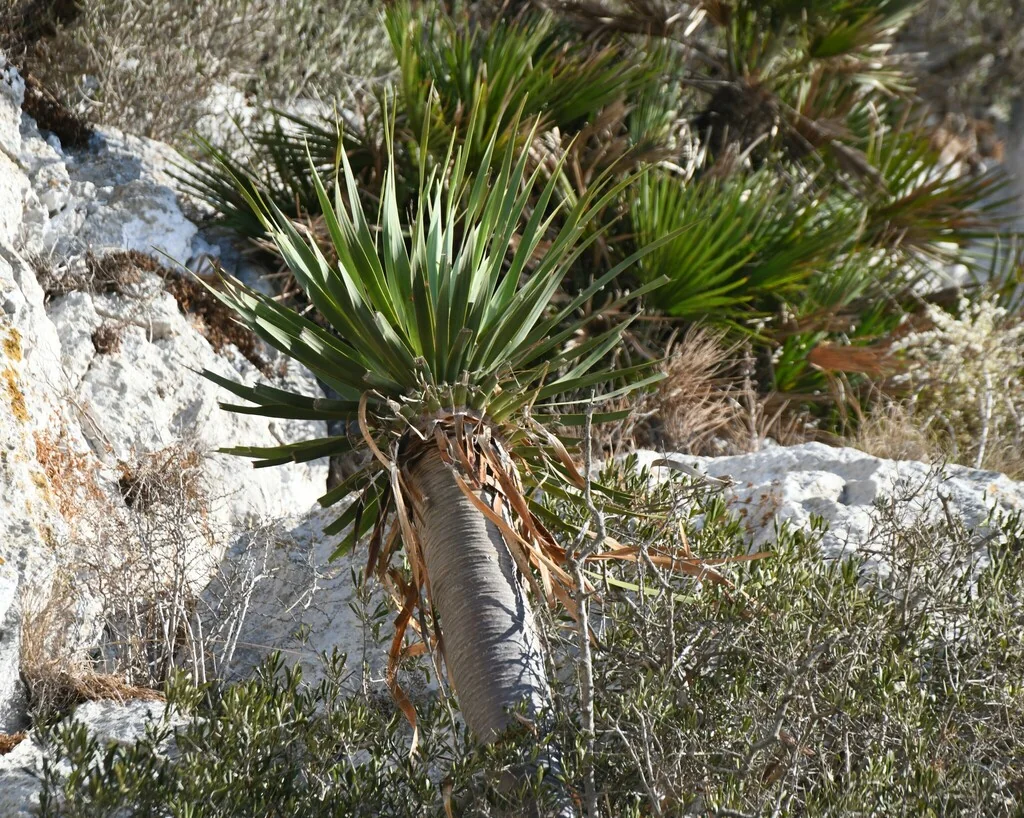 Dracaena Draco