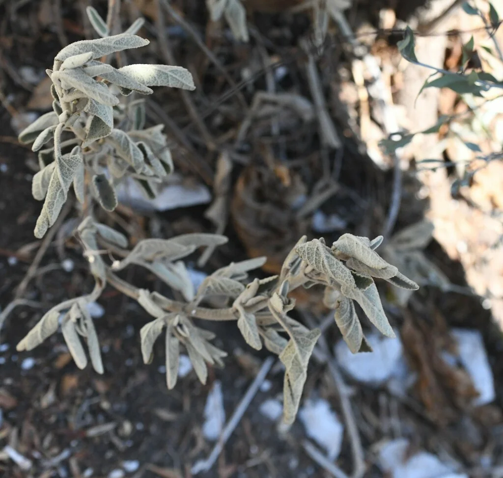 Phlomis Purpurea