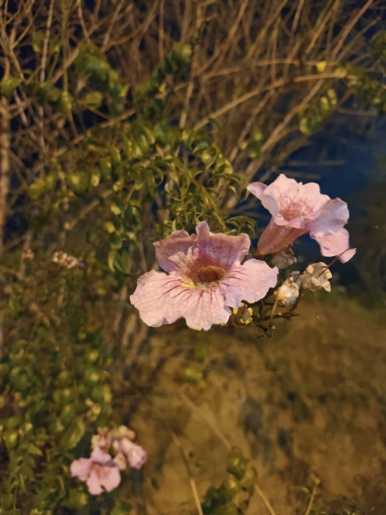 Podranea Ricasoliana
