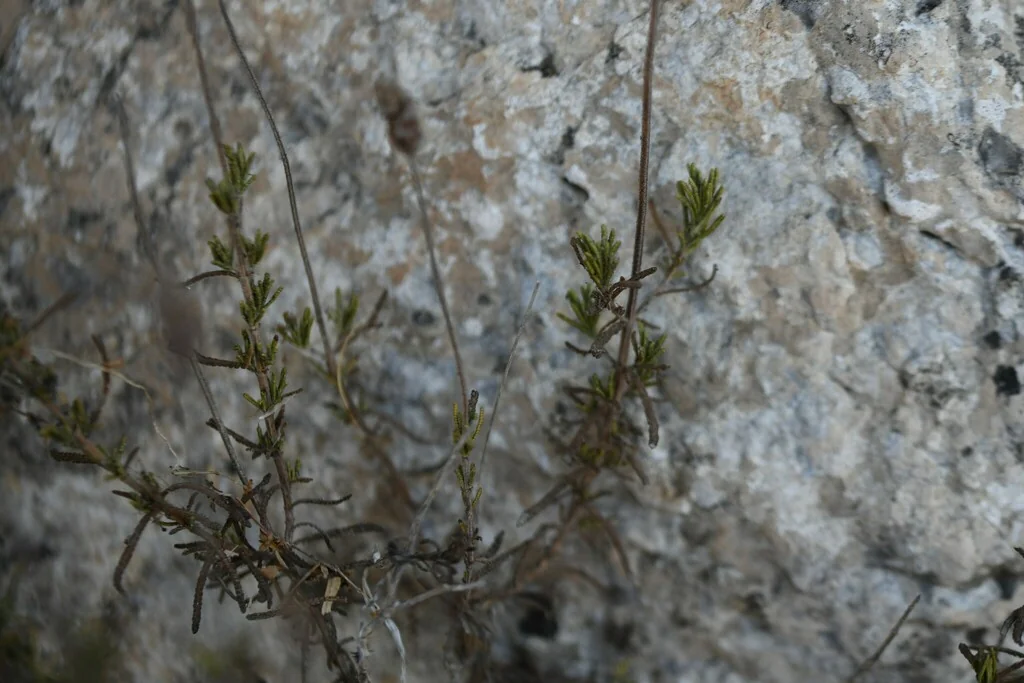 Lavandula Dentata