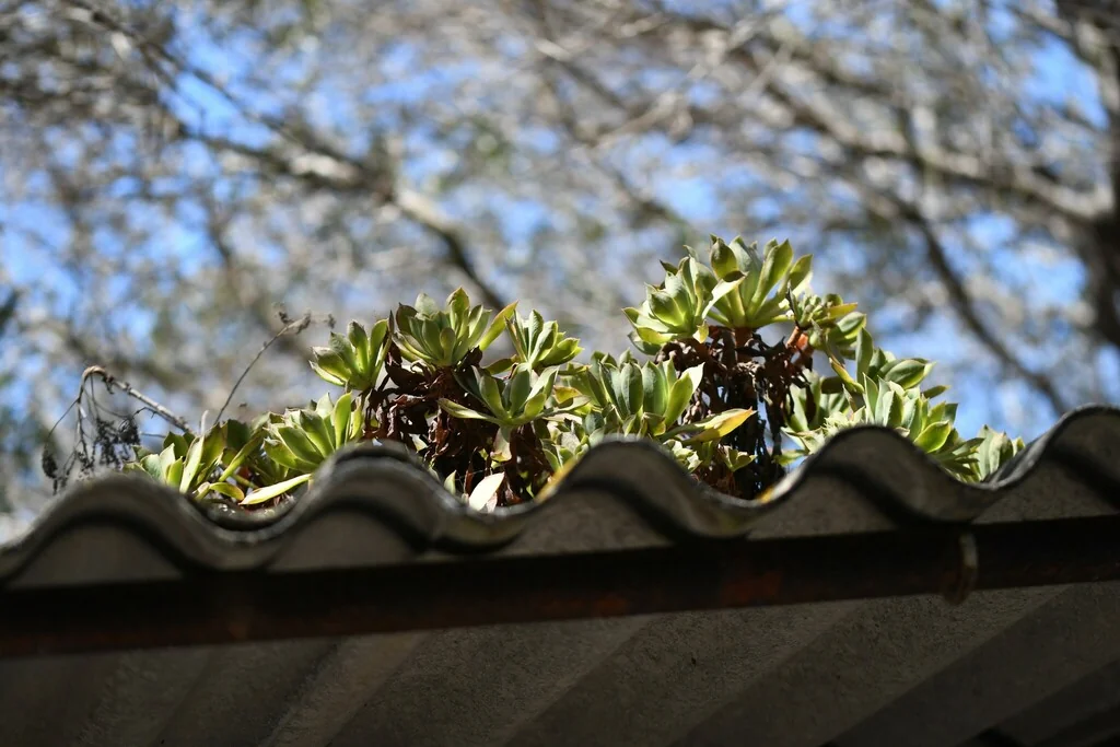 Aeonium Arboreum