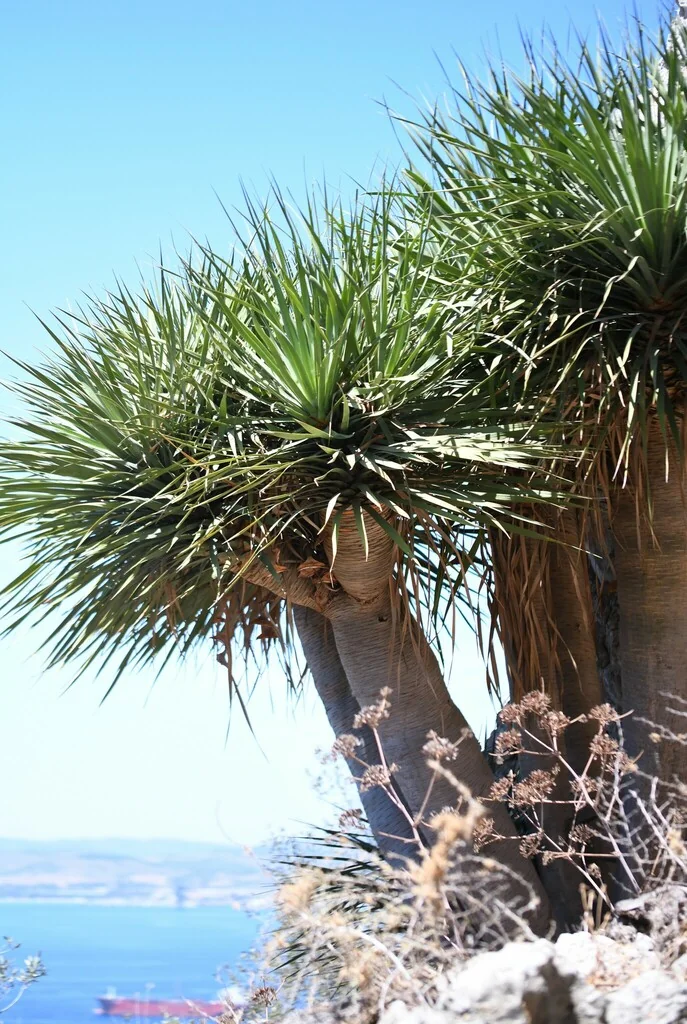 Dracaena Draco