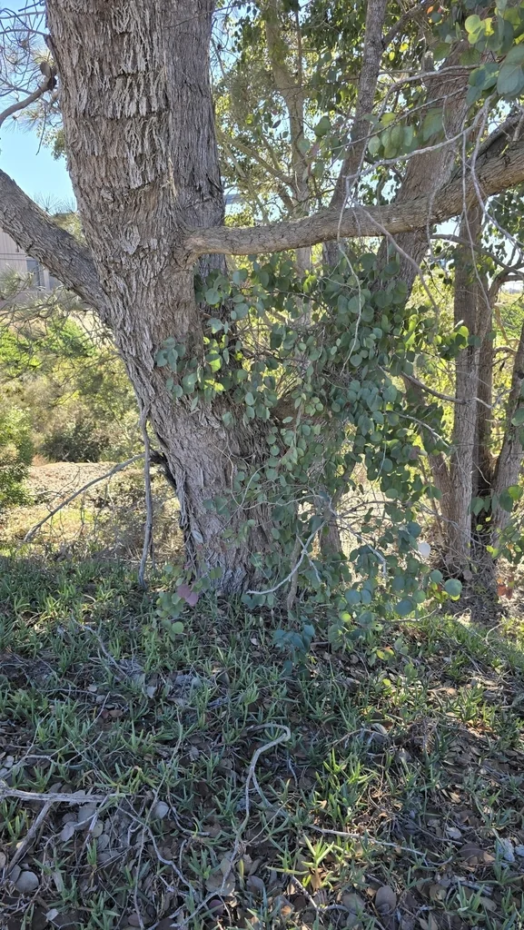 Eucalyptus Polyanthemos