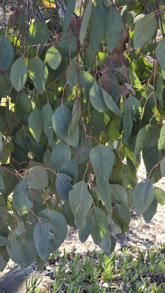 Eucalyptus Polyanthemos
