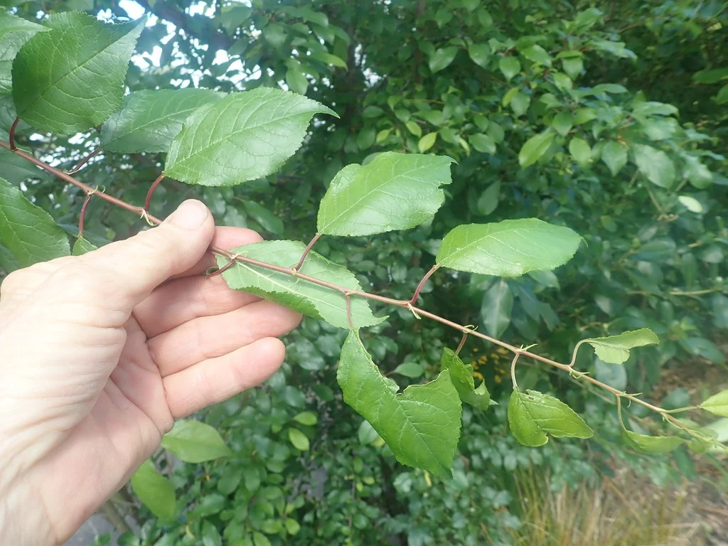 Prunus Domestica