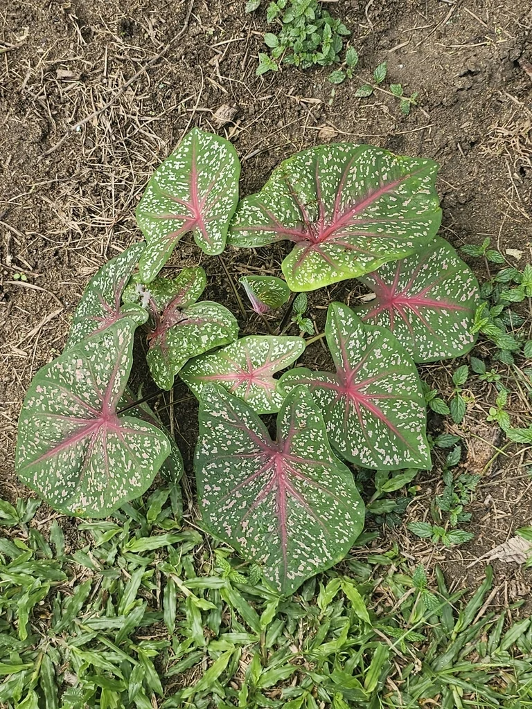 Caladium hortulanum