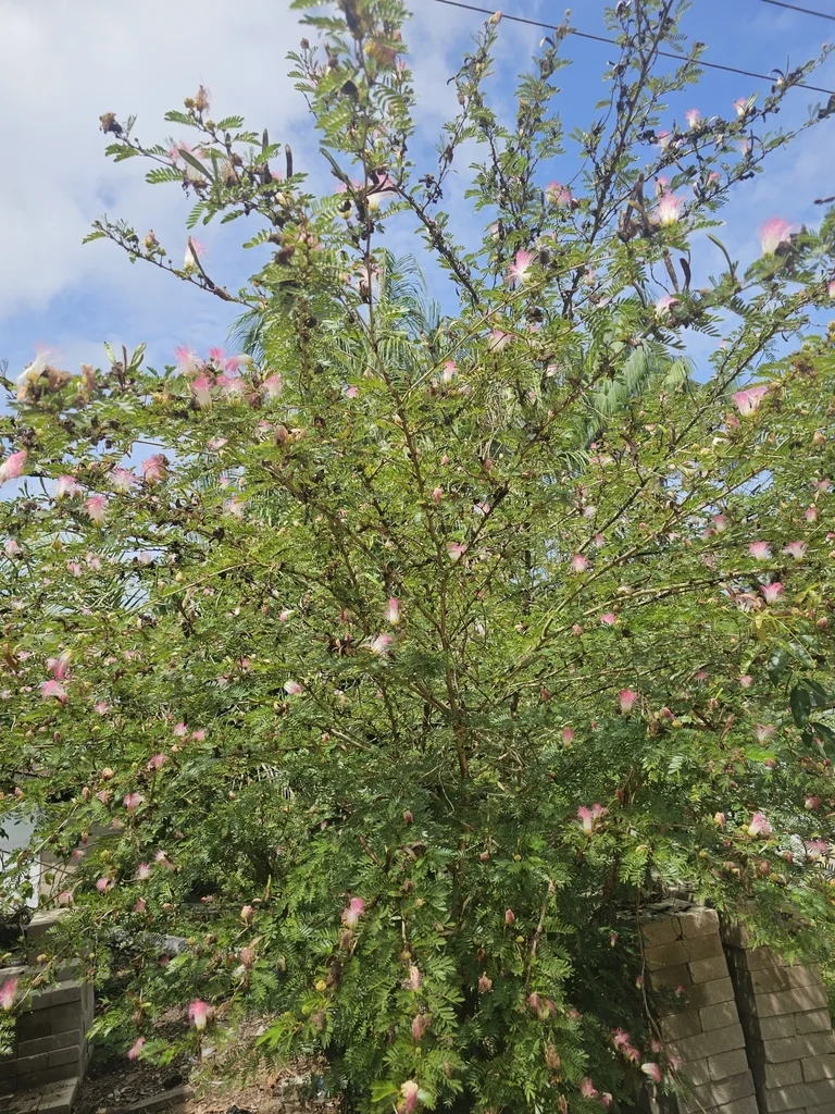 Calliandra Surinamensis
