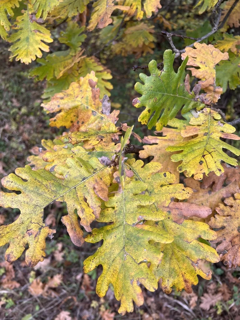 Quercus Frainetto
