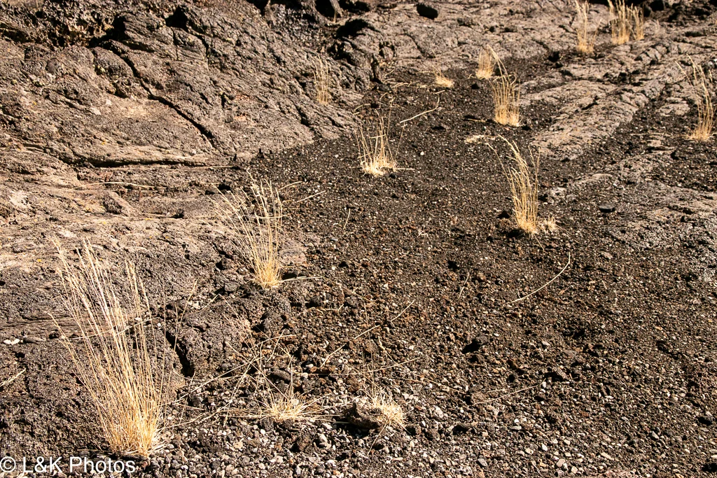 Poa Secunda