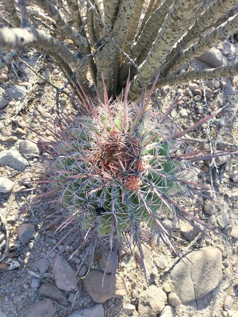 Ferocactus Emoryi Ssp. Rectispinus