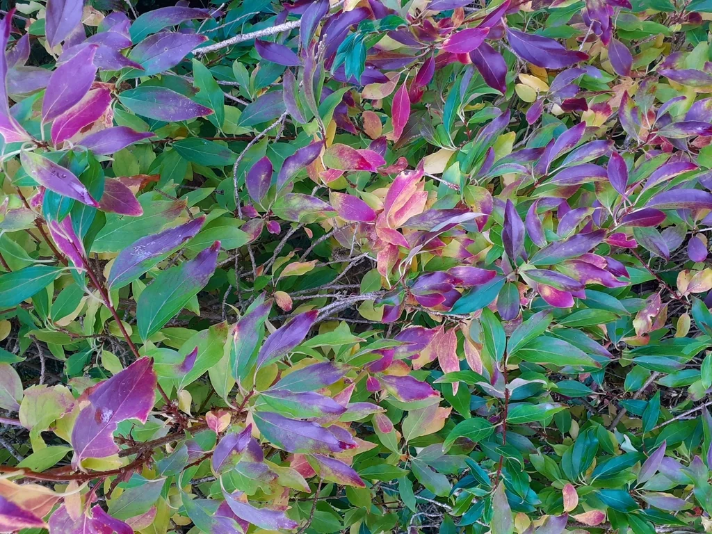 Forsythia x intermedia