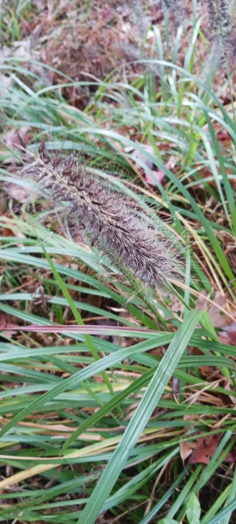 Pennisetum alopecuroides