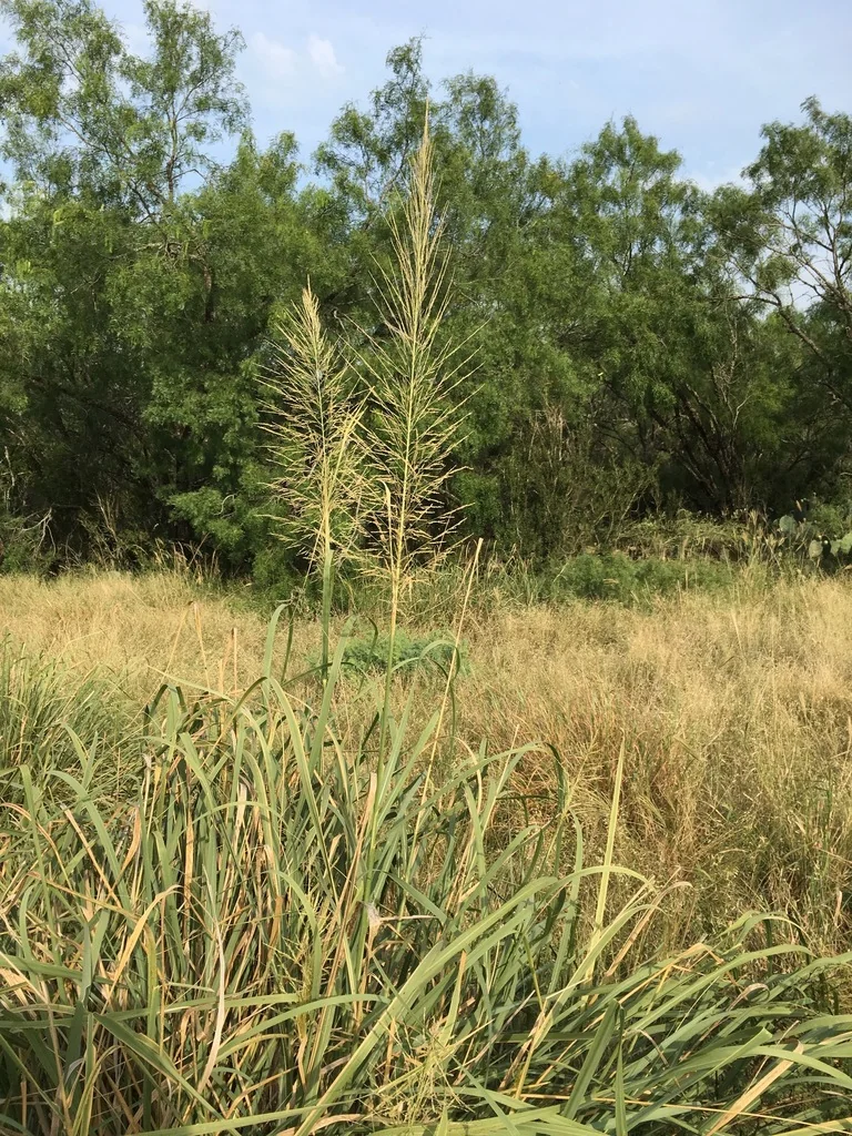 Sporobolus Wrightii