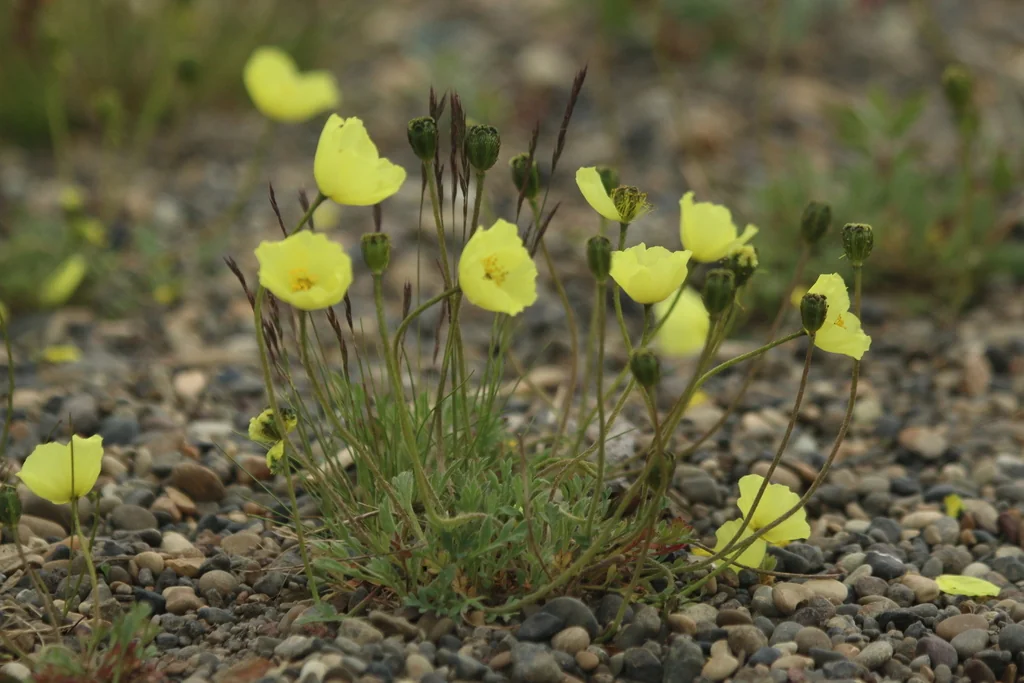 Papaver Nudicaule