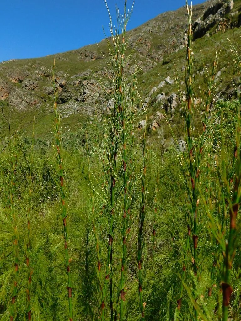 Elegia Capensis