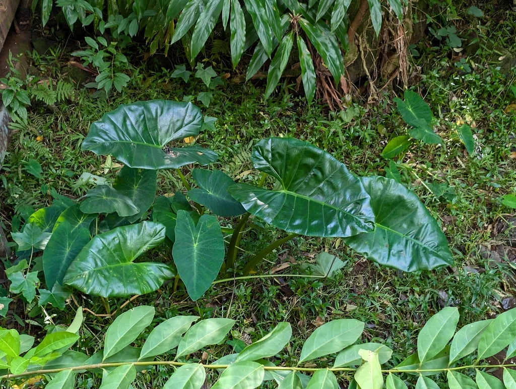 Alocasia plumbea