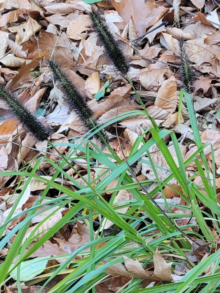 Pennisetum alopecuroides