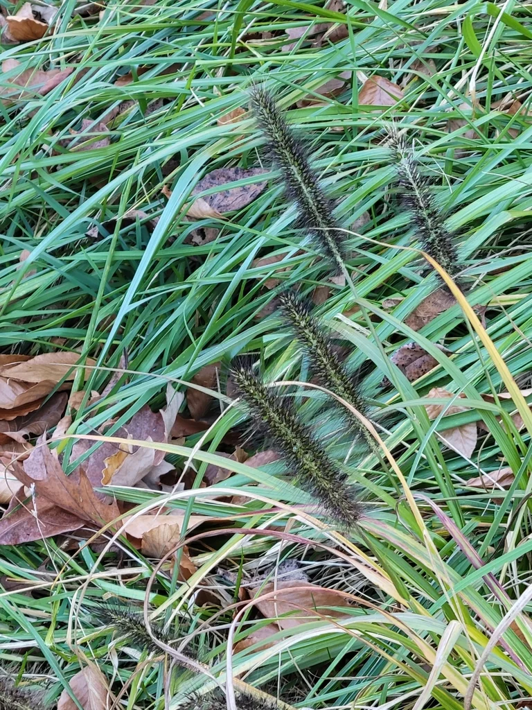 Pennisetum alopecuroides