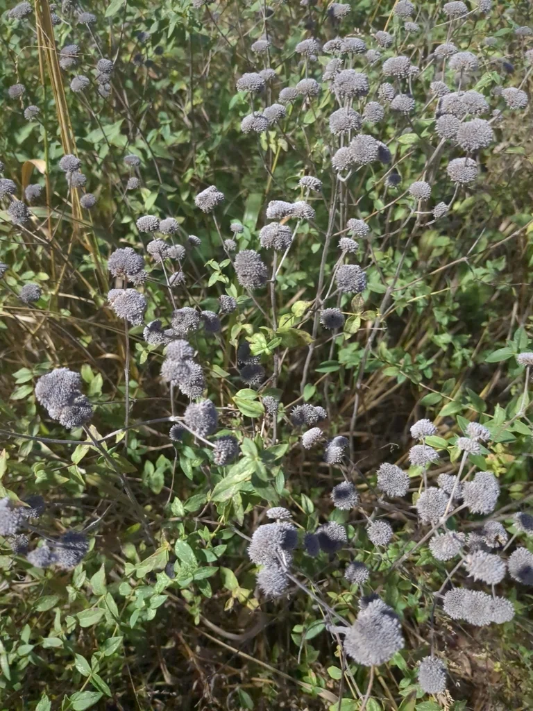 Pycnanthemum Muticum