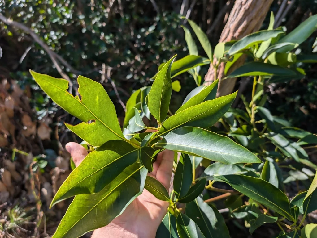 Lophostemon Confertus