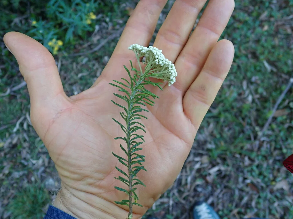 Ozothamnus Diosmifolius