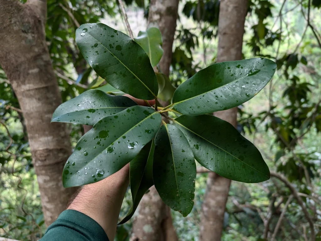 Ficus rubiginosa