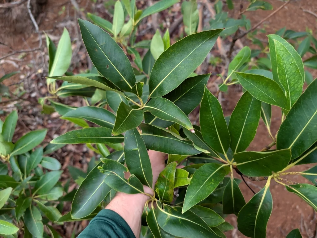 Lophostemon Confertus