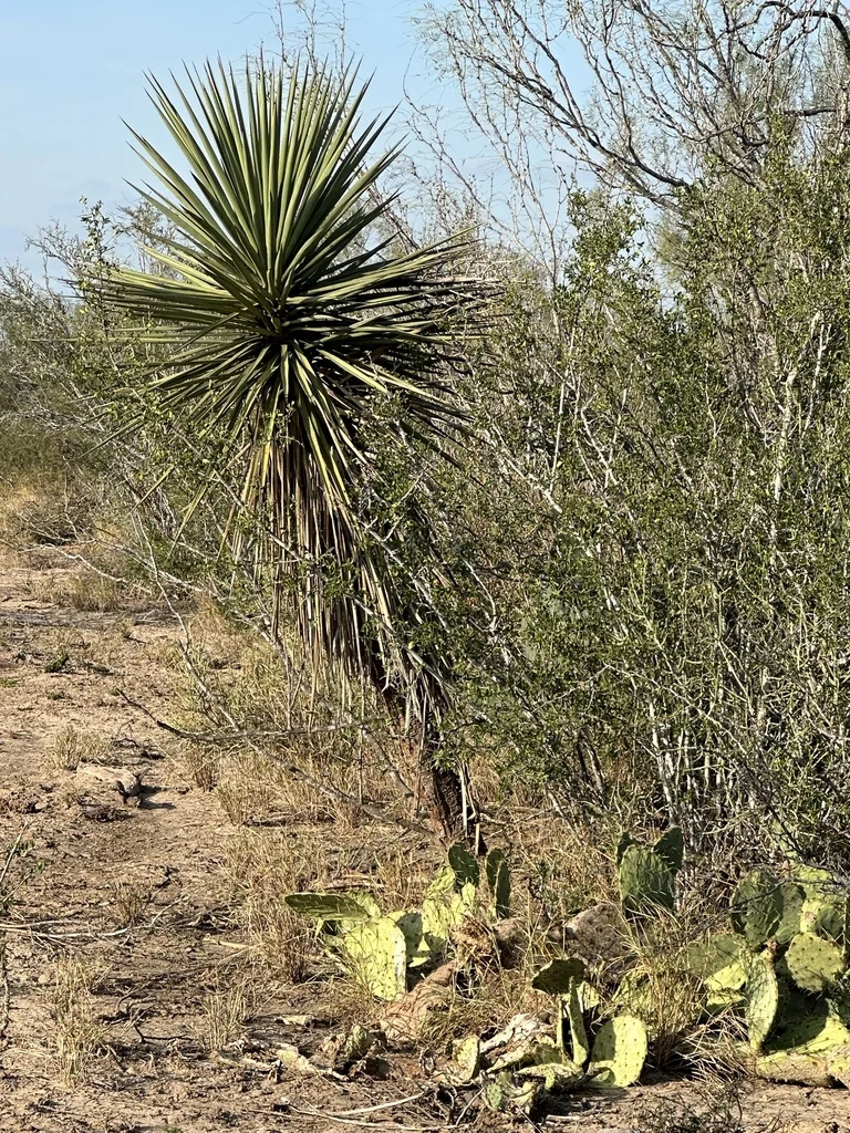 Yucca Treculiana