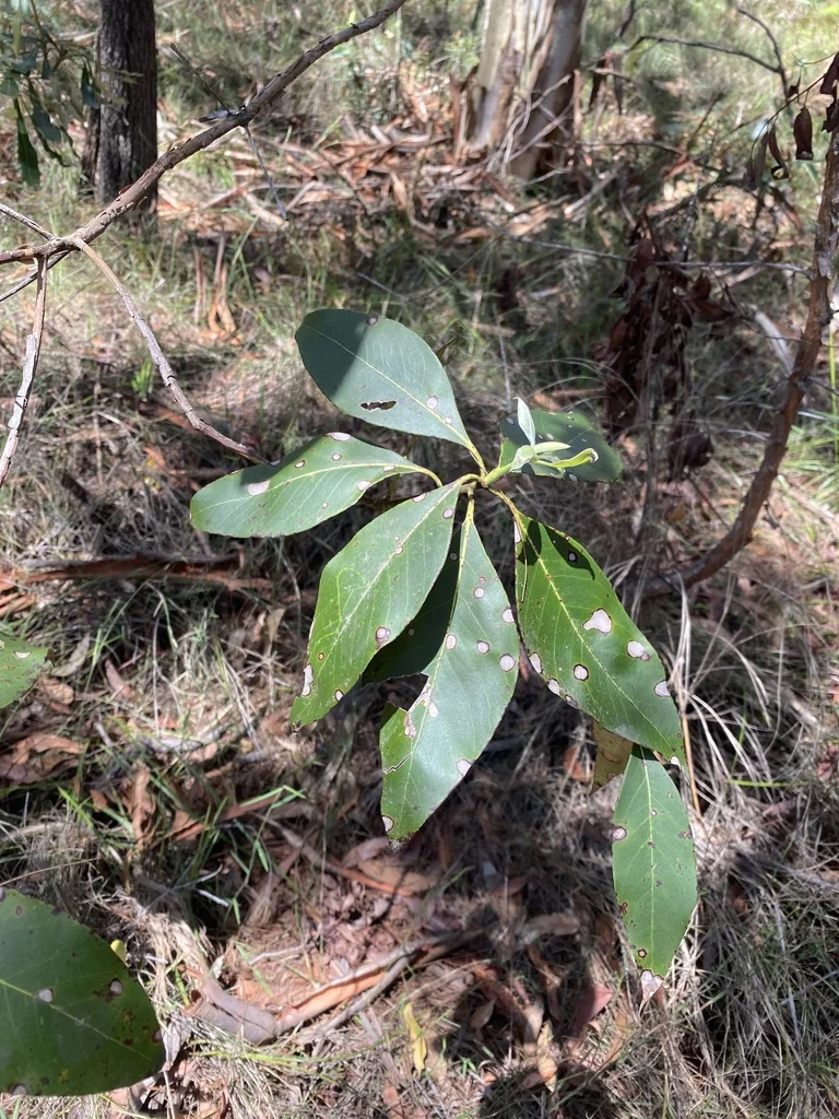 Lophostemon Confertus