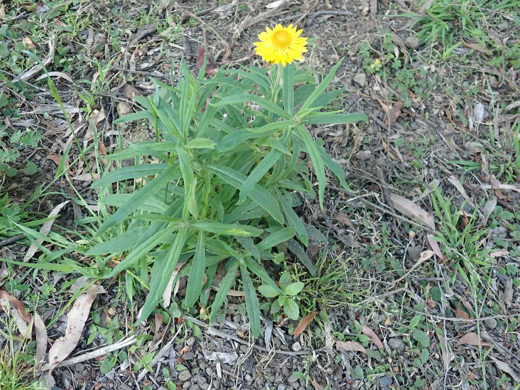 Bracteantha Bracteata
