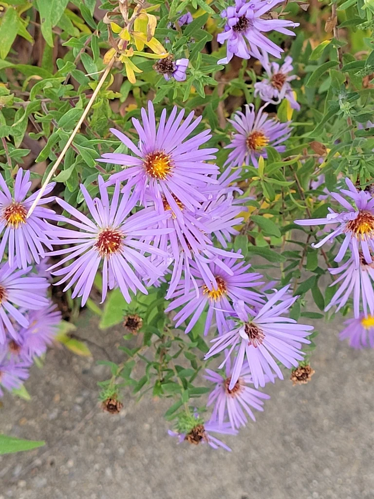 Symphyotrichum Oblongifolium