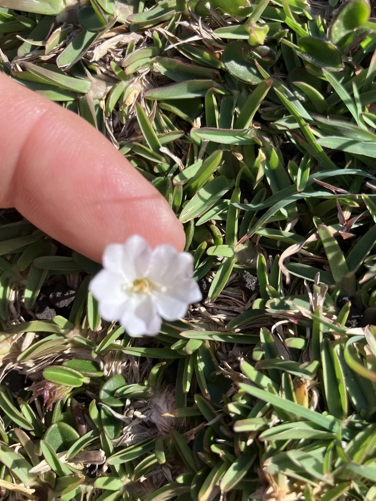 Falkia Repens