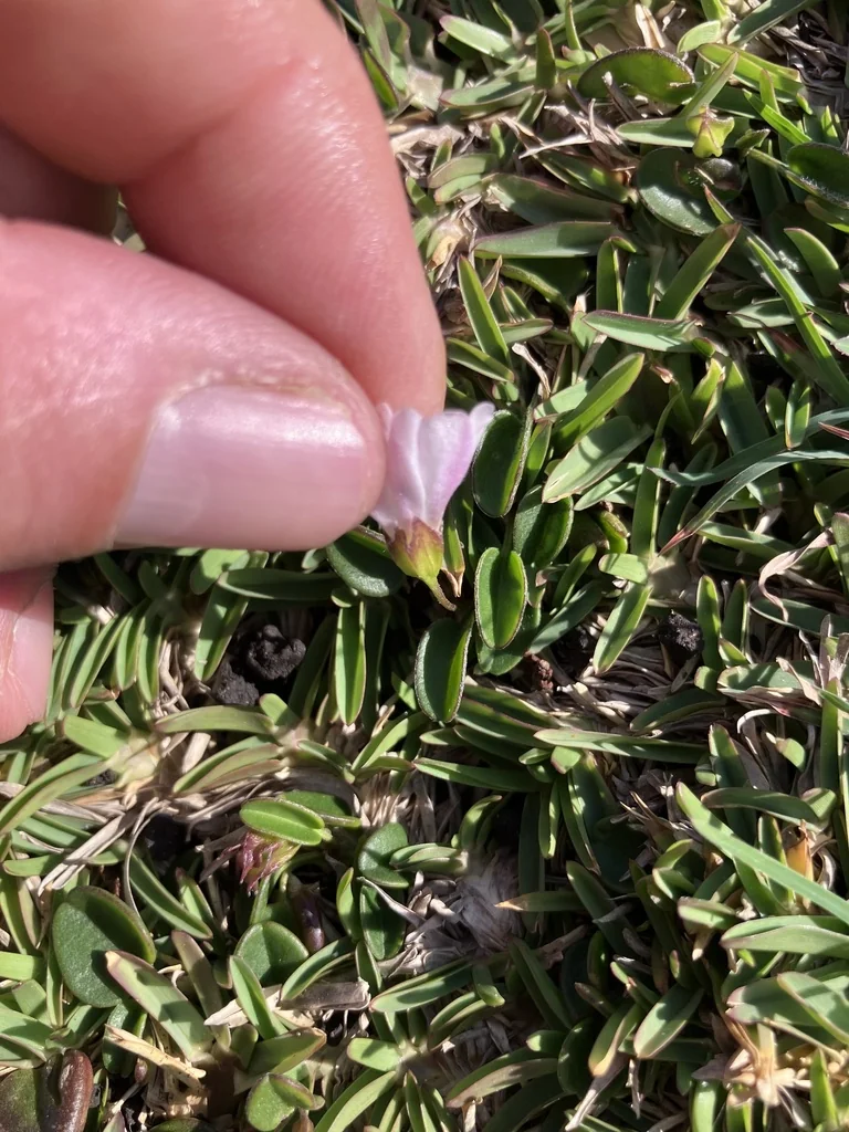 Falkia Repens