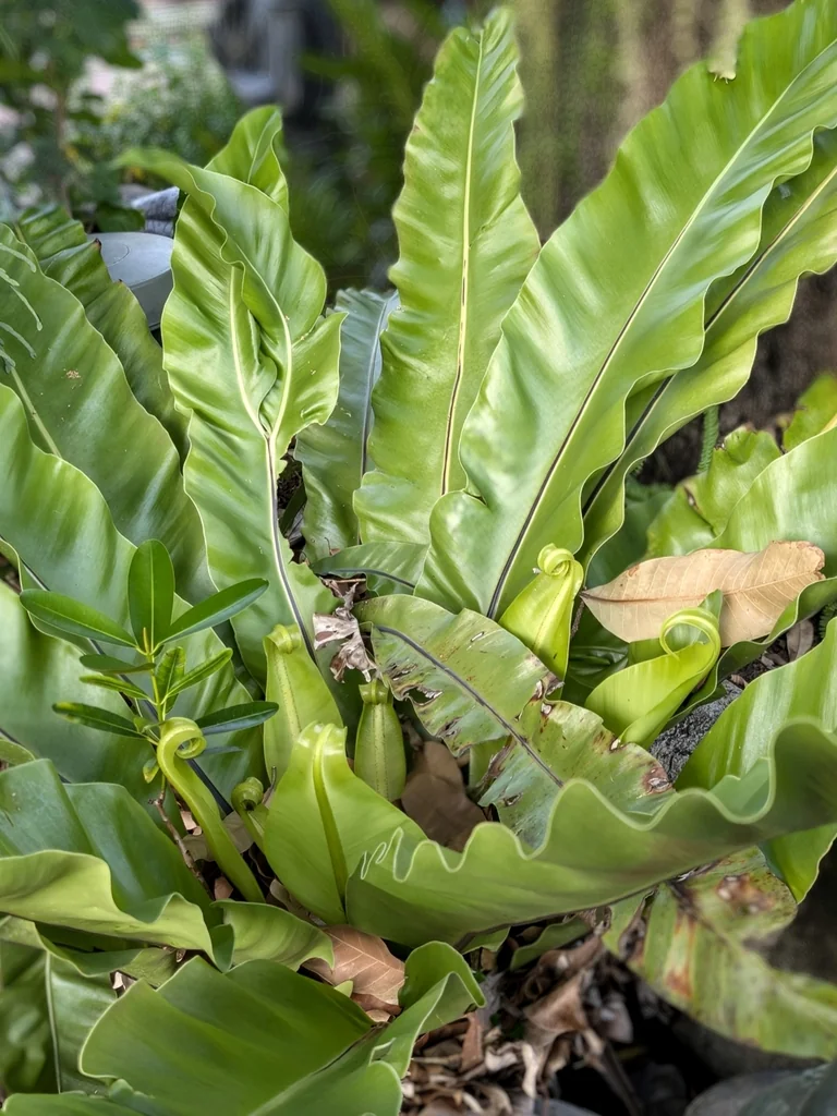Asplenium Nidus